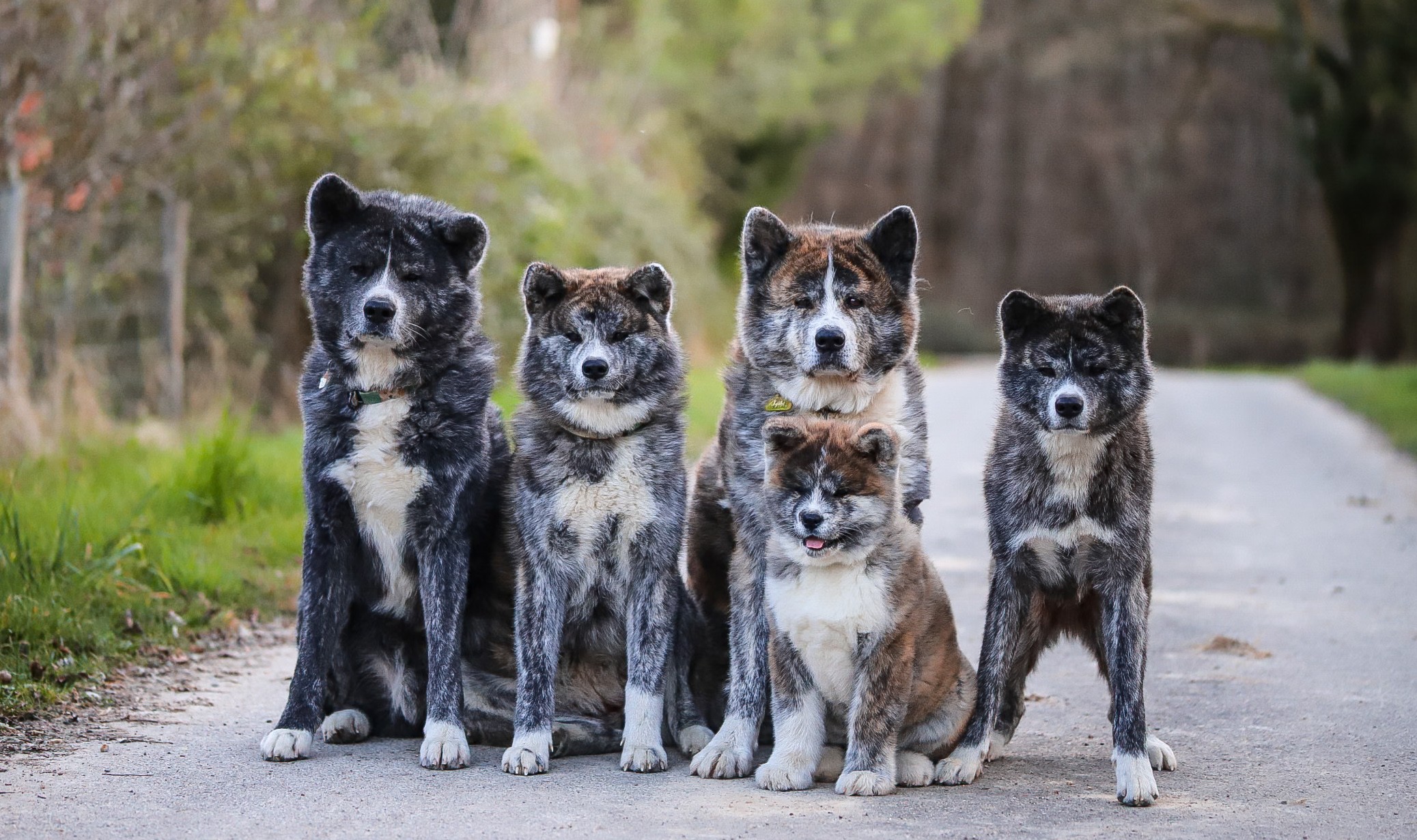 Akita Inu