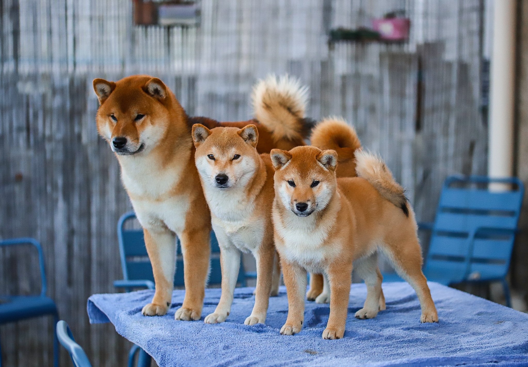 Shiba Inu