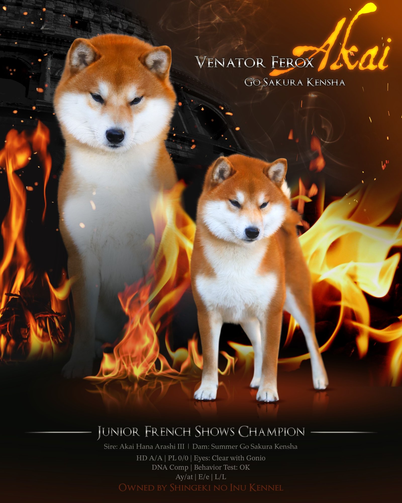 JCH. VENATOR FEROX GO SAKURA KENSHA